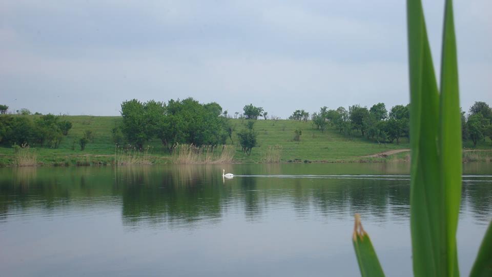 chiroiu 4 - 1461789583879178331838575993105n.jpg